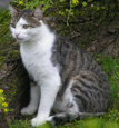 For information on Usui Reiki for humans, please go to www.ReikiForYourLife.com